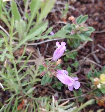 Image of Clinopodium suaveolens (Sm.) Kuntze