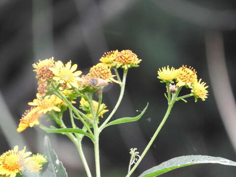 Image of Verbesina persicifolia DC.