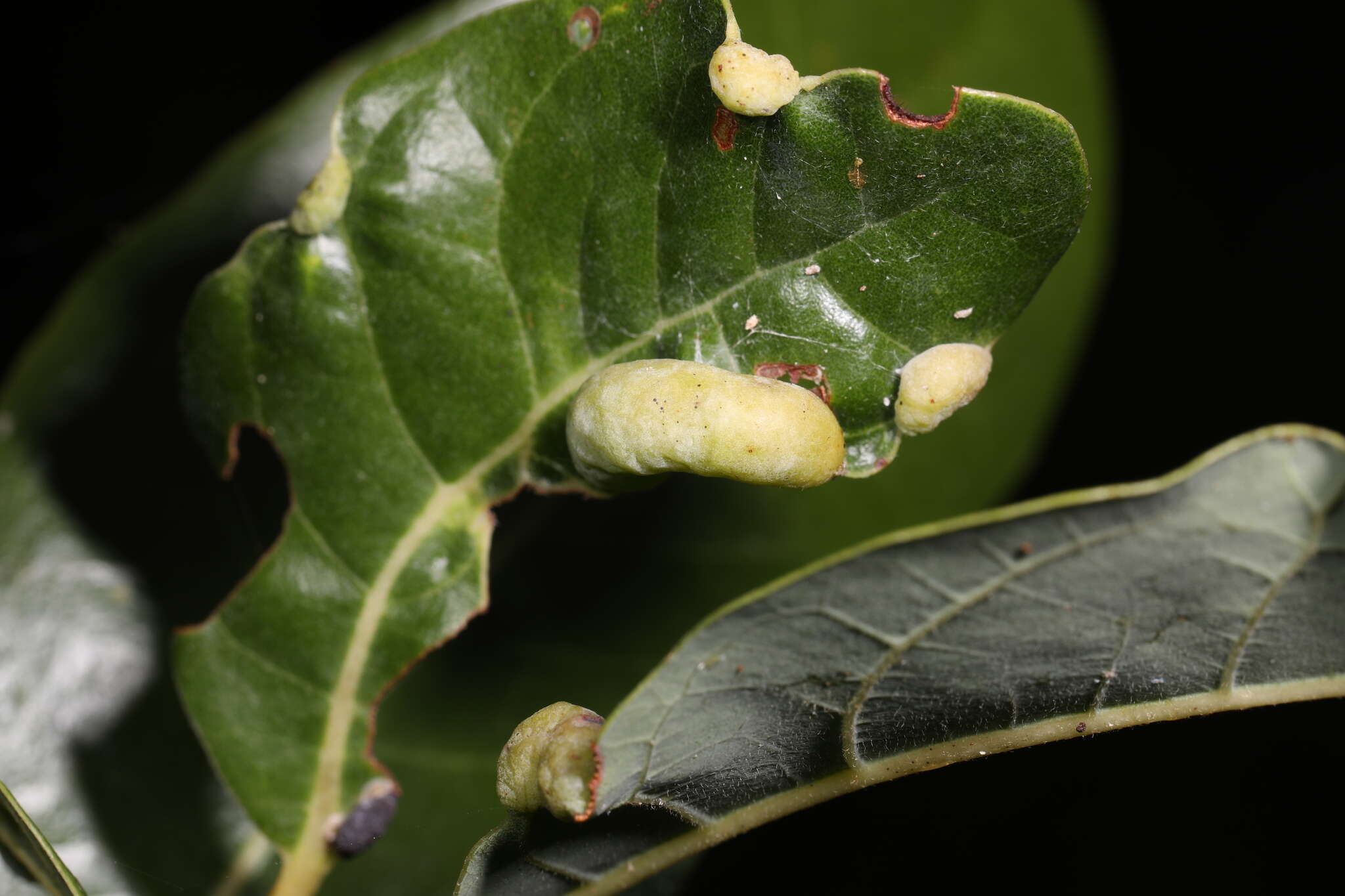 Image of Trioza magnoliae (Ashmead 1881)