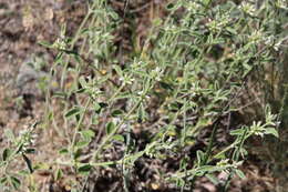 Image of Marrubium parviflorum Fisch. & C. A. Mey.