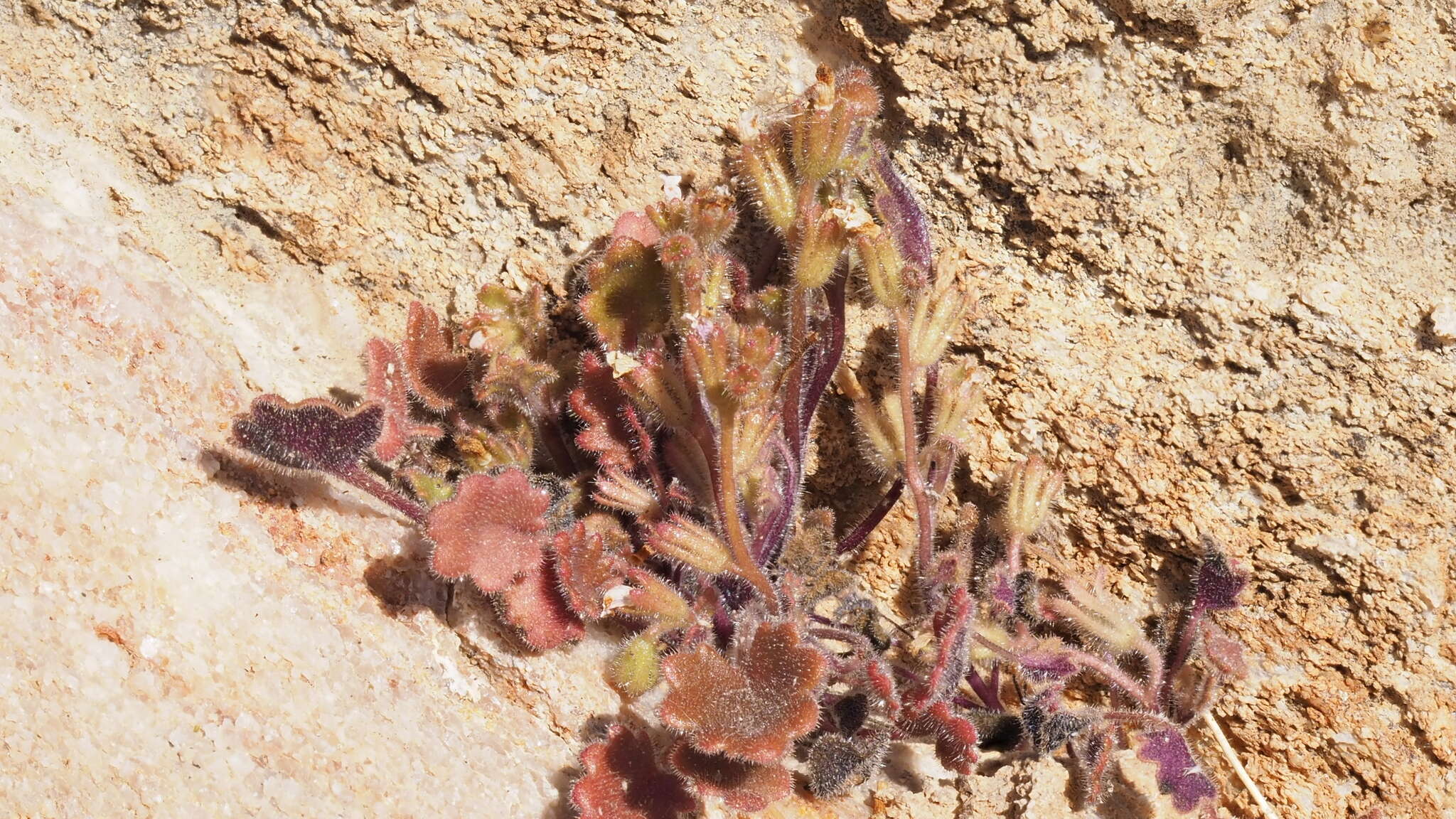 Image of roundleaf phacelia