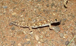 Image of Ptenopus garrulus maculatus Gray 1866