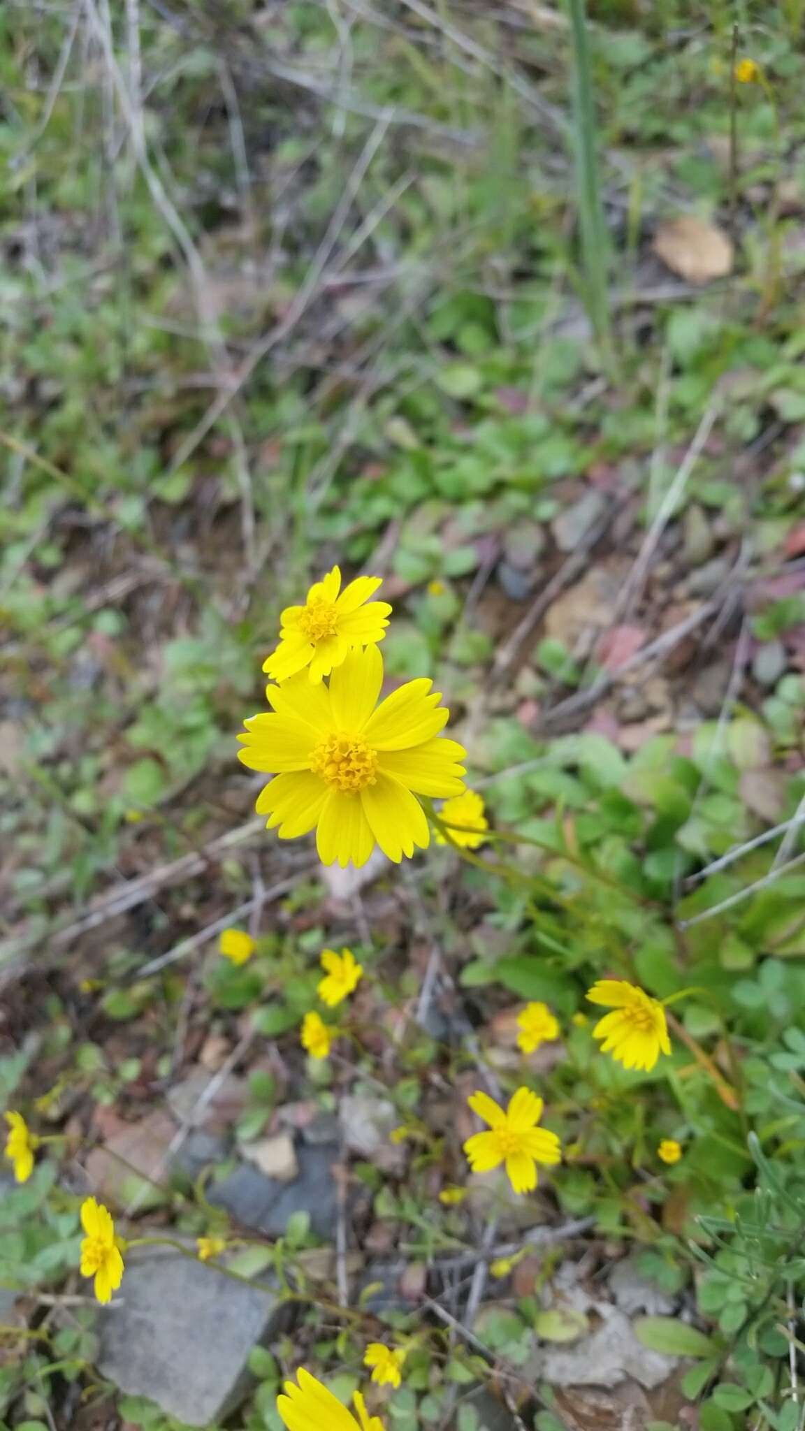 صورة Coreopsis stillmanii (A. Gray) Blake