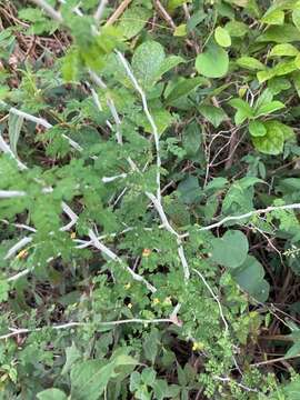 Image de Mimosa bahamensis Benth.