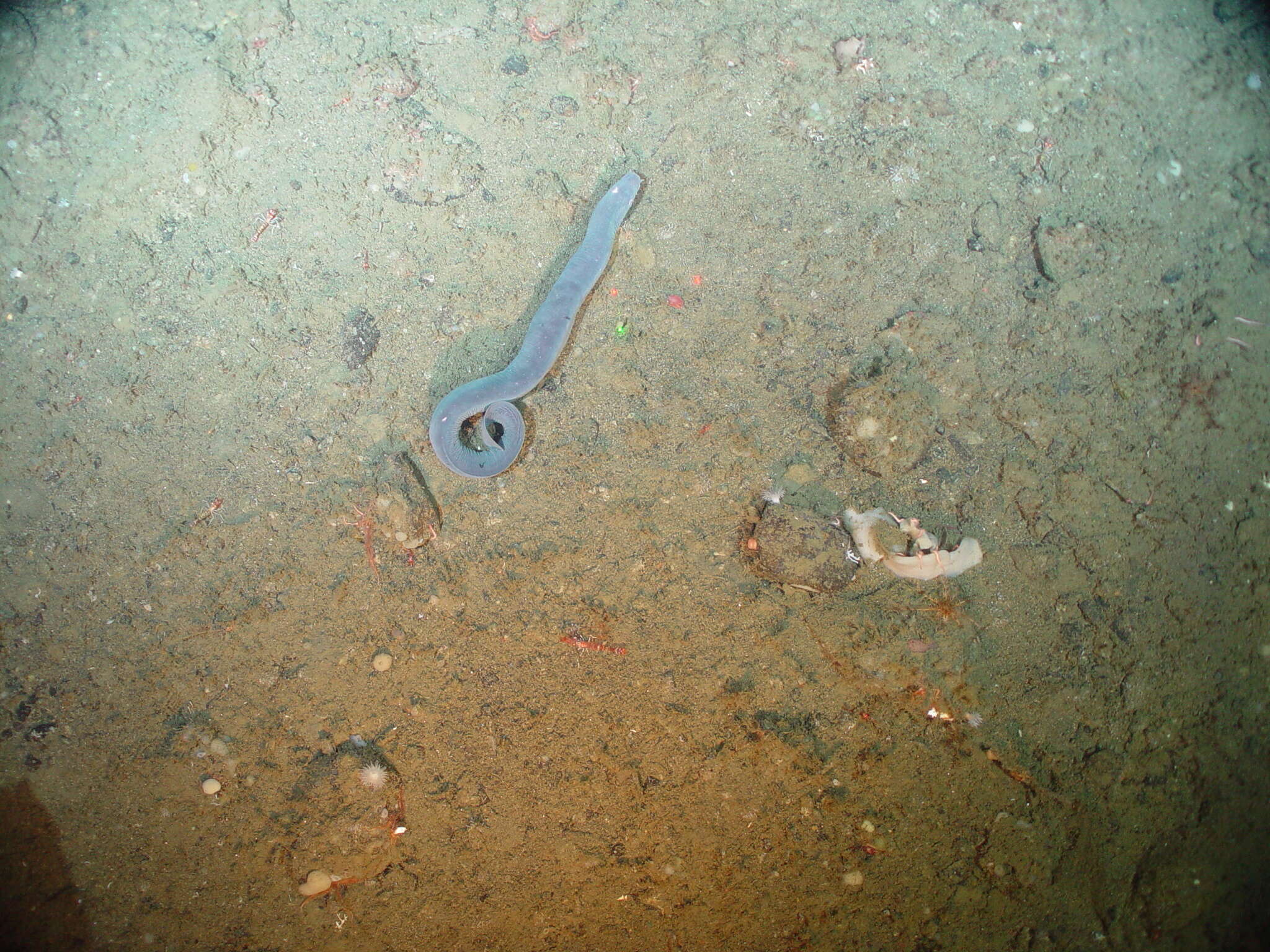 Image of California Hagfish