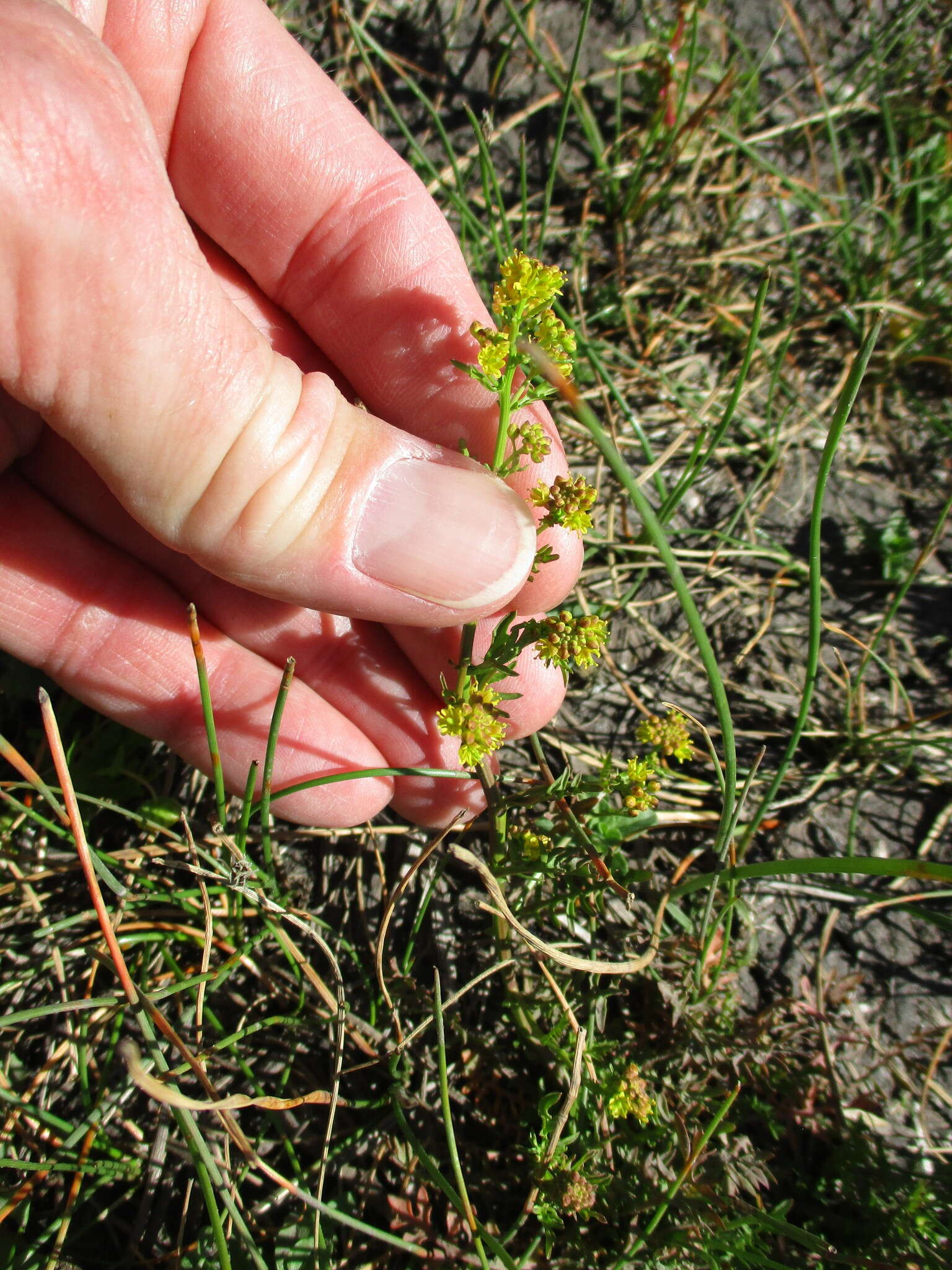 Image of curvepod yellowcress