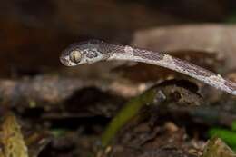 Image of Blunthead Tree Snake