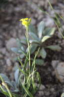 Image of Erysimum substrigosum (Rupr.) N. Busch