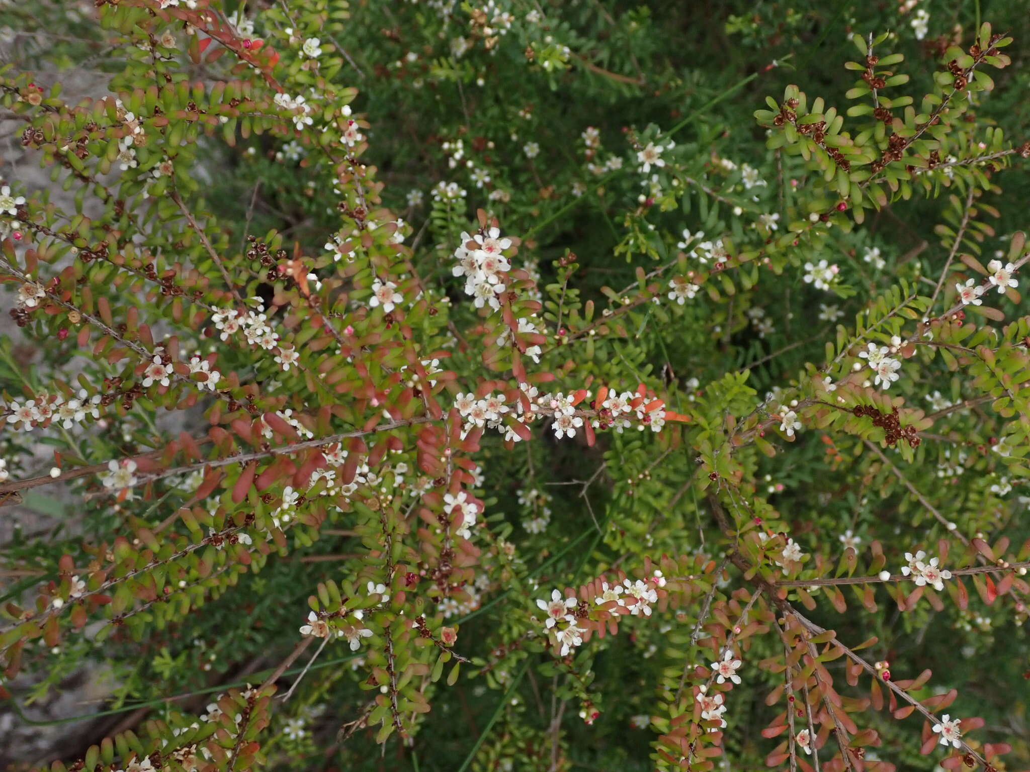 Image of Triplarina volcanica subsp. borealis A. R. Bean