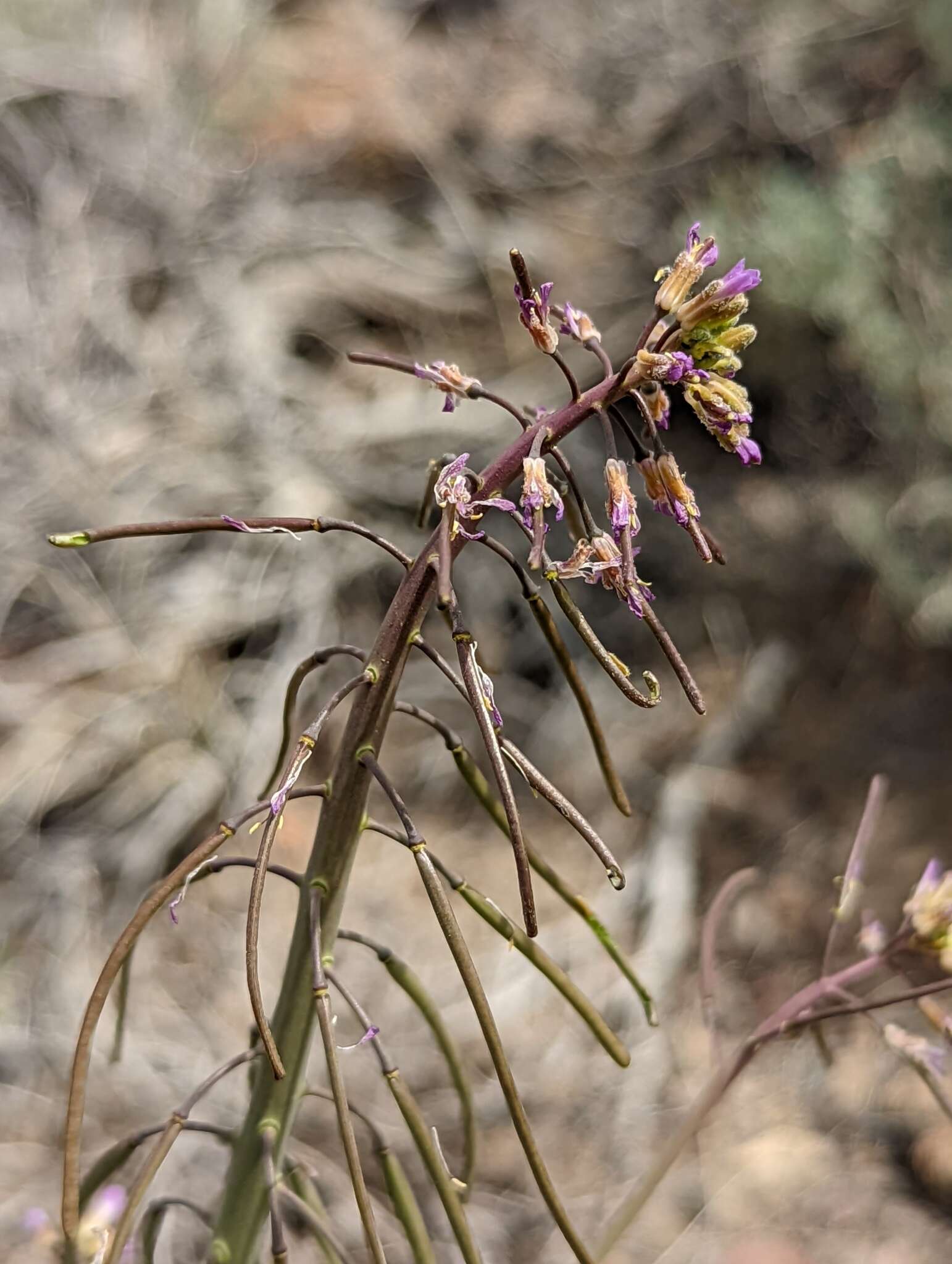 Image of Shockley's rockcress