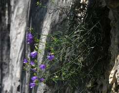 Image de Campanula crassipes Heuff.