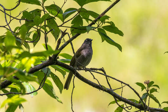 Arizelocichla fusciceps (Shelley 1893)的圖片