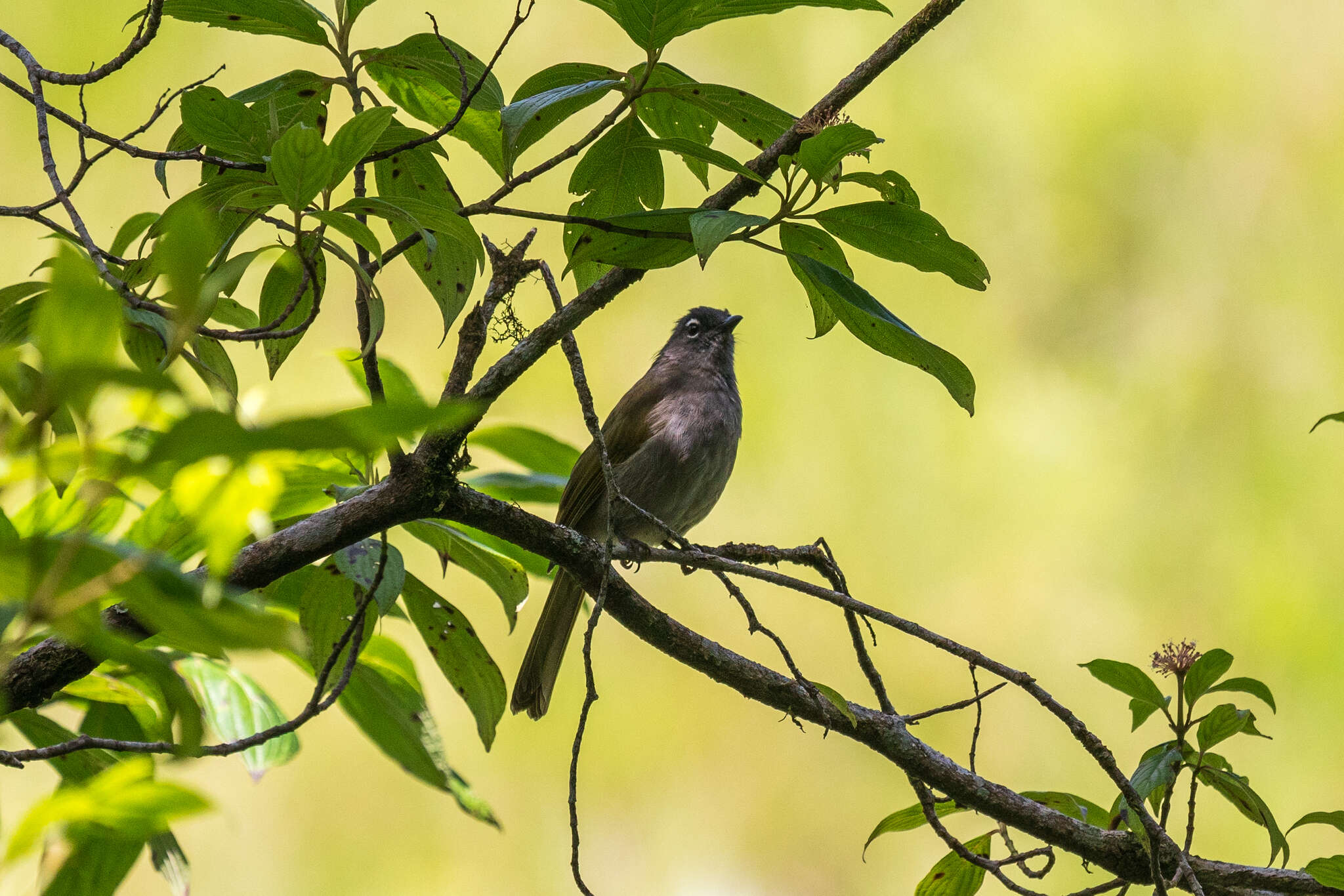 Image of Black-browed Greenbul