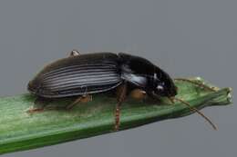 Image de Harpalus (Pseudoophonus) griseus (Panzer 1796)