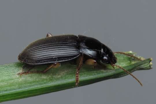 Image of Harpalus (Pseudoophonus) griseus (Panzer 1796)