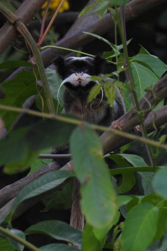 Image de Saguinus imperator imperator (Goeldi 1907)