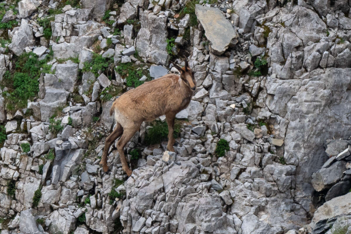 Image of Abruzzo Chamois