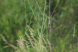 Image of Poterium tenuifolium var. alba (Trautv. & C. A. Mey.)