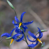 Image of Conanthera bifolia Ruiz & Pav.