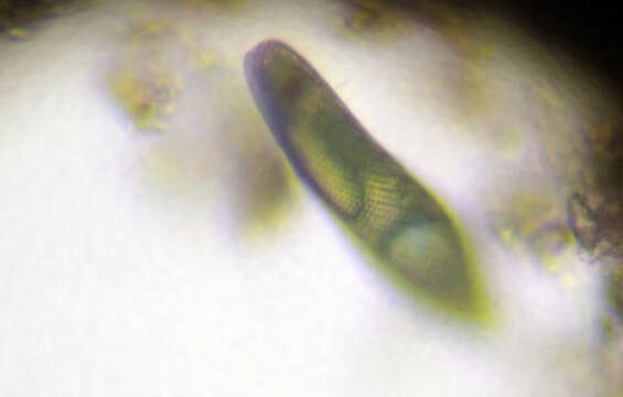 Image of Lepocinclis fusca