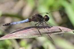 Sivun Erythrodiplax basifusca (Calvert 1895) kuva