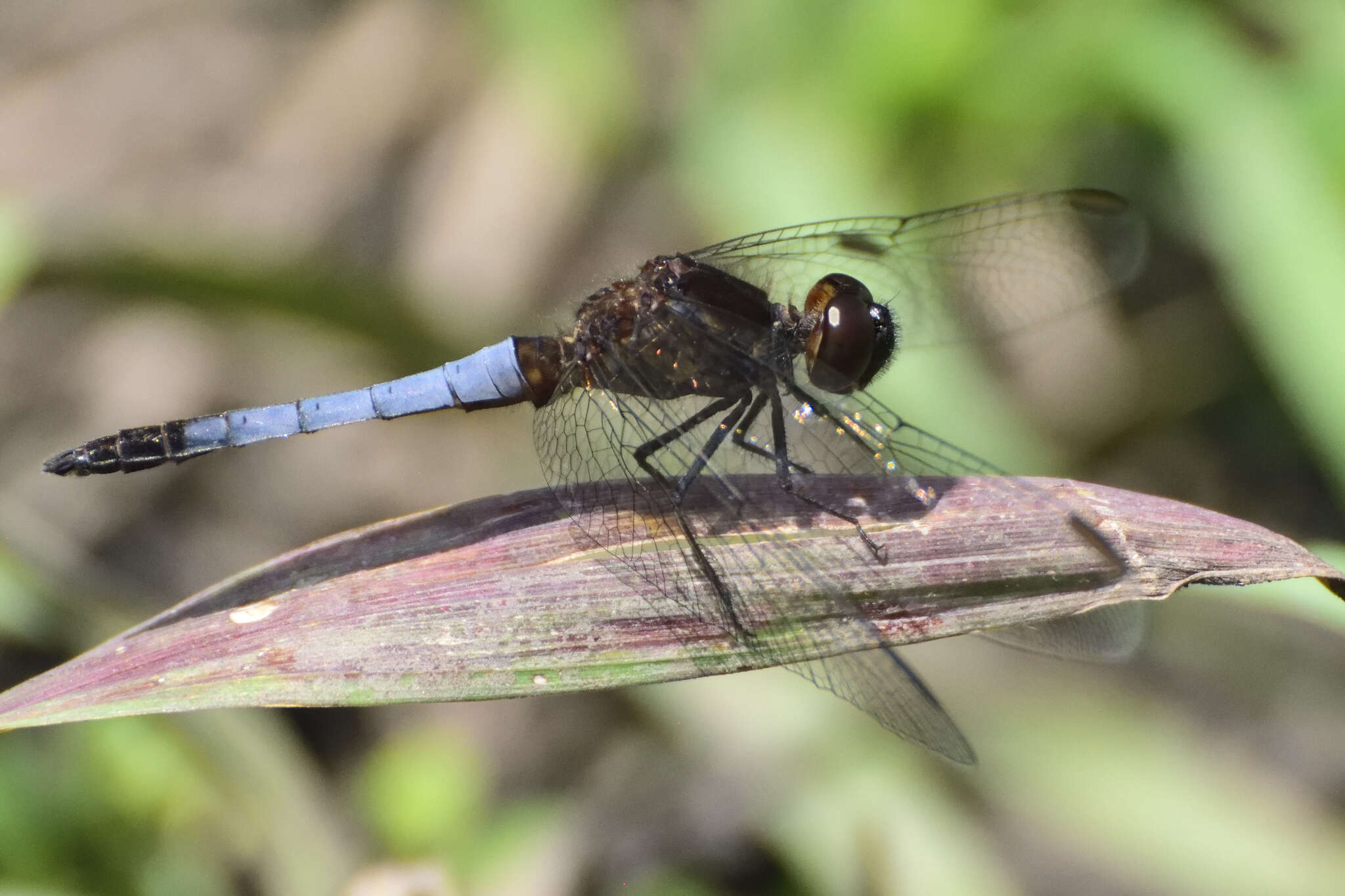 Sivun Erythrodiplax basifusca (Calvert 1895) kuva