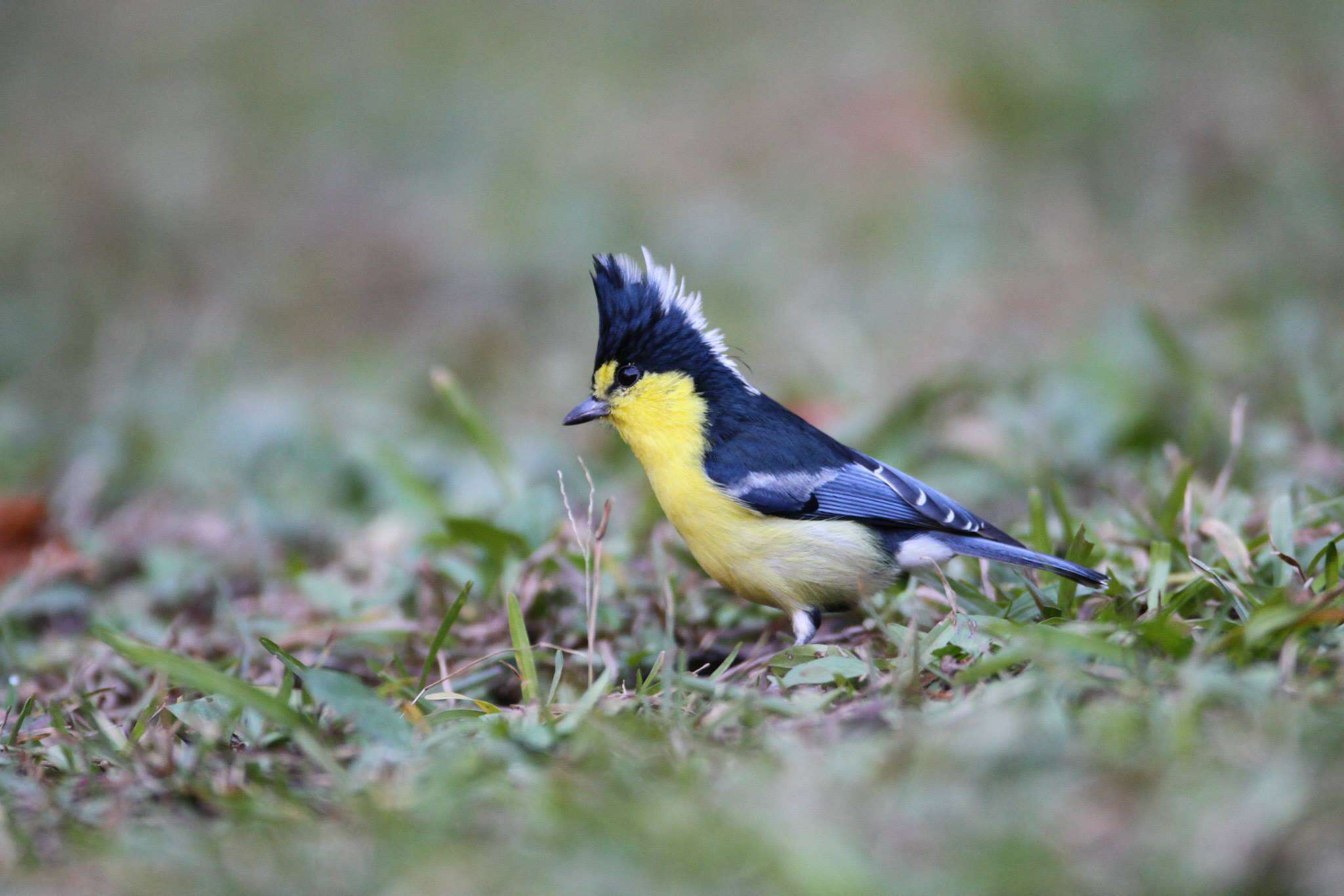 Image de Mésange de Taiwan