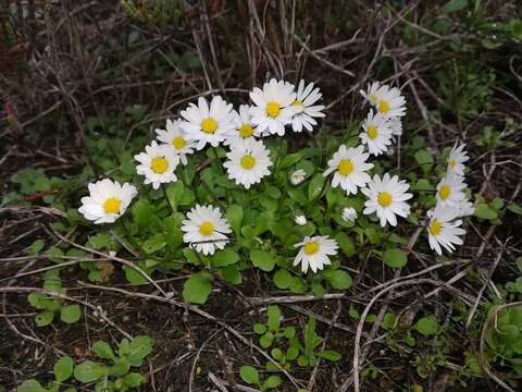 Image of Bellis annua L.