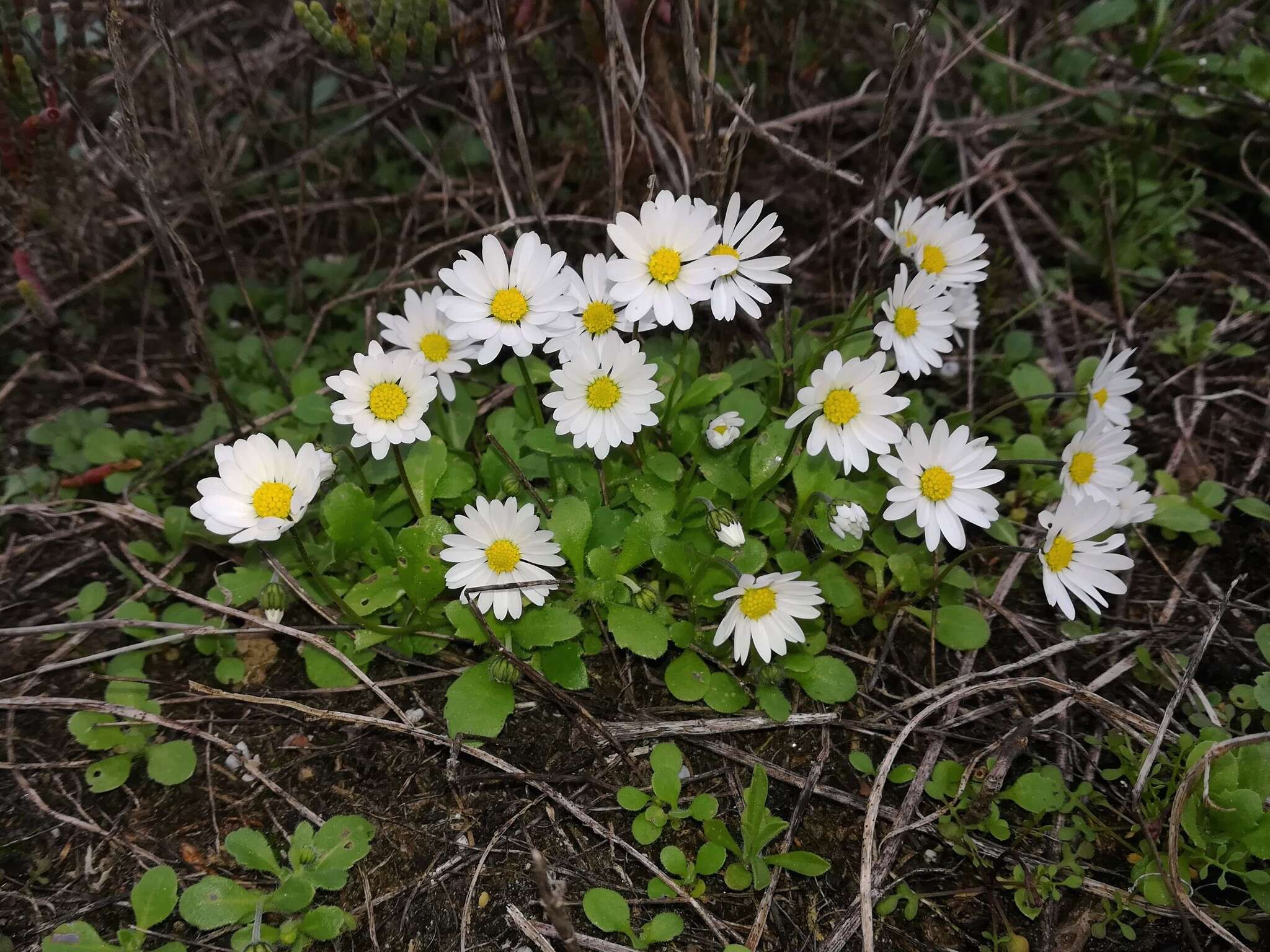 Image of Annual daisy