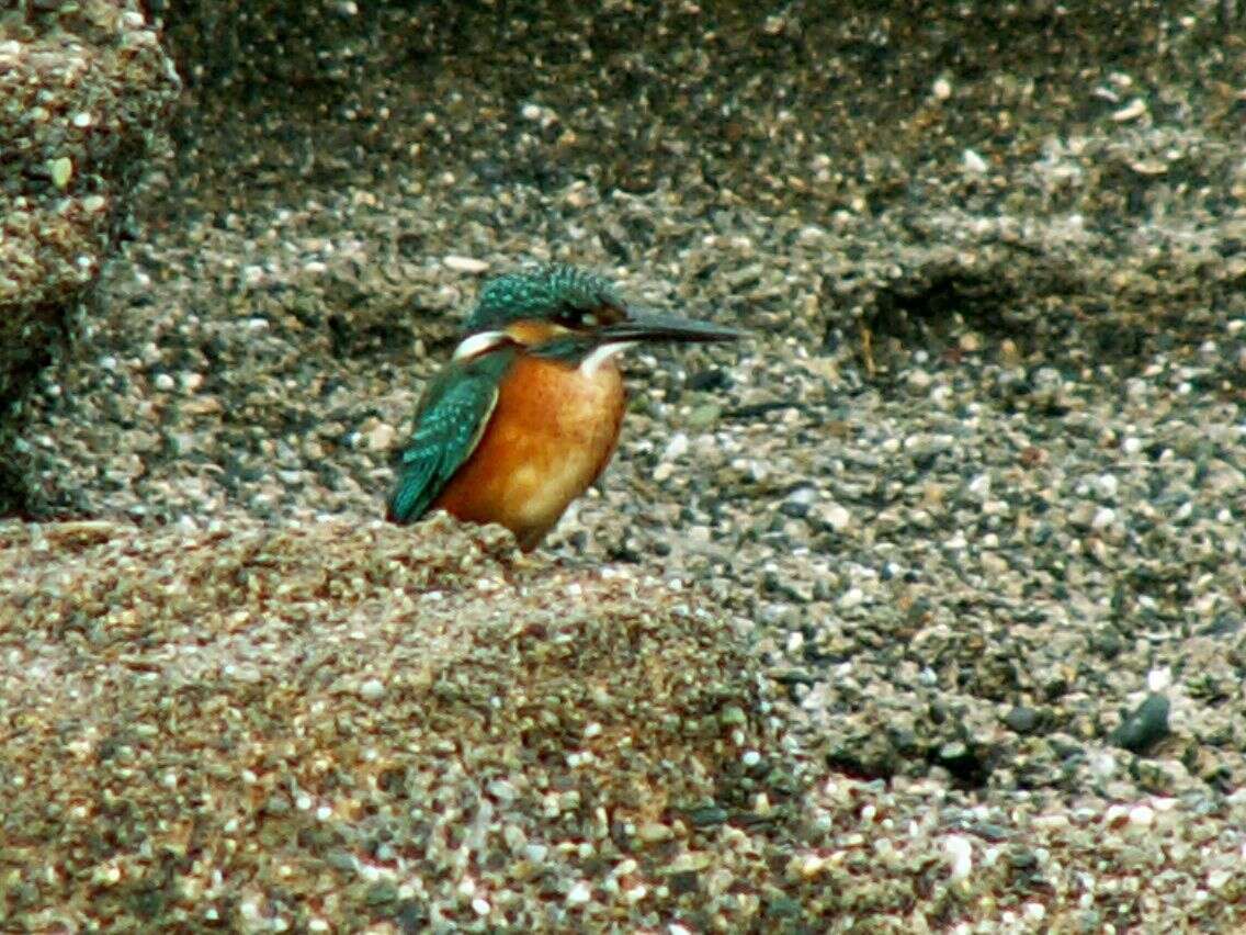 Image of Alcedo Linnaeus 1758