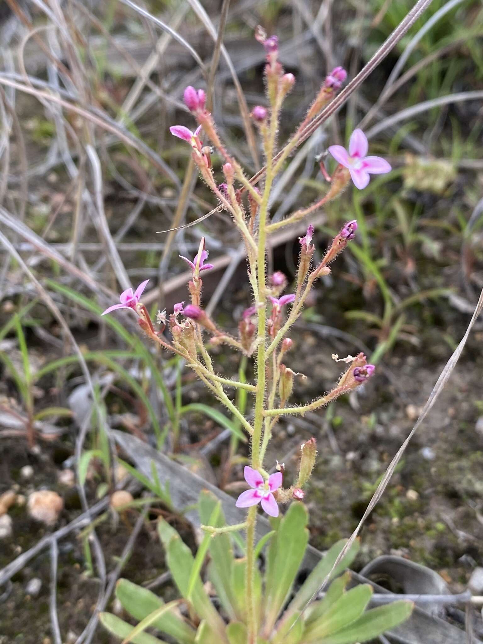 Stylidium eriorrhizum R. Br. resmi