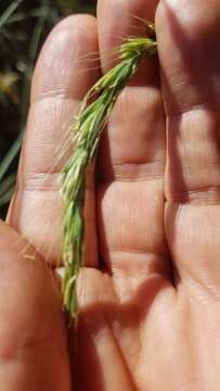 Imagem de Elymus glaucus subsp. glaucus