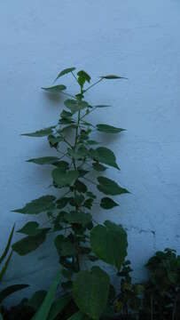 Image of Callianthe pauciflora (A. St.-Hil.) Dorr