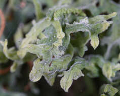 Image of Downy Veilwort