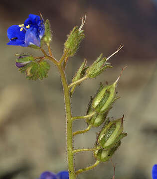 Imagem de Phacelia nashiana Jepson