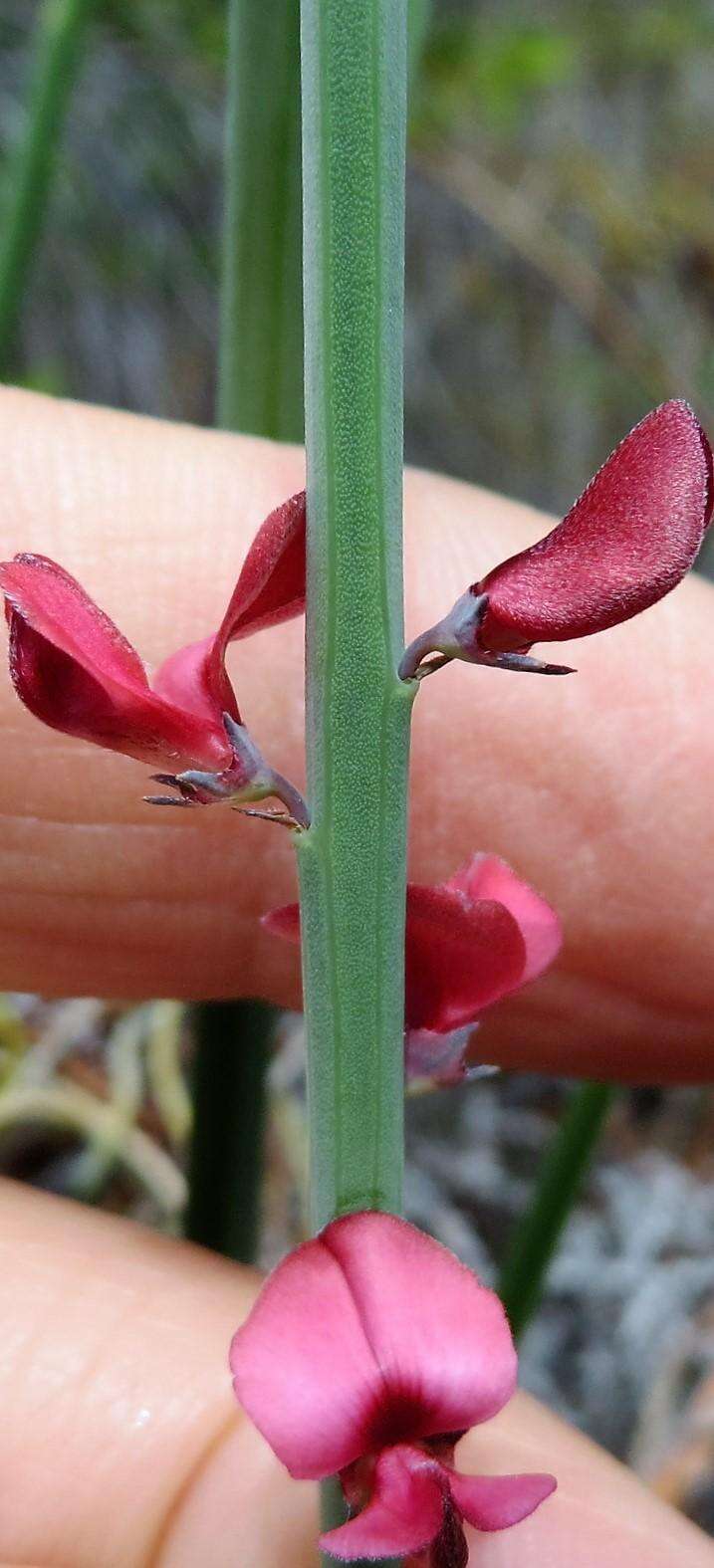 Indigofera gifbergensis C. H. Stirt. & Jarvie的圖片