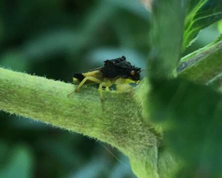 Image of Pennsylvania Ambush Bug