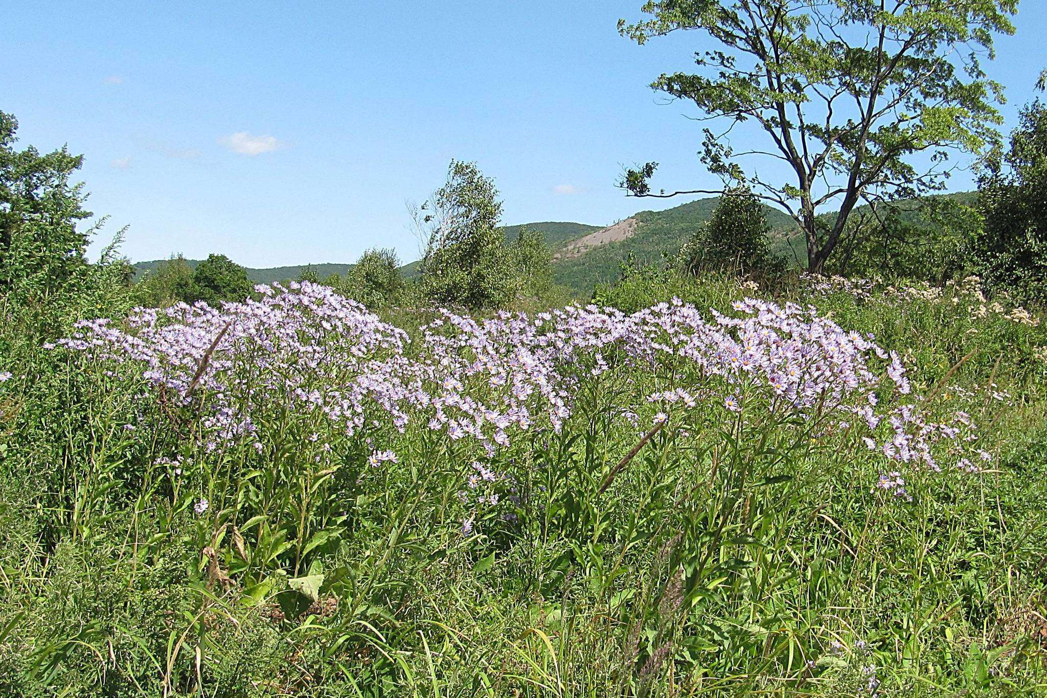 Image of Tatarian aster