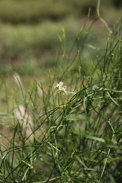 Imagem de Funastrum gracile (Decne.) Schltr.