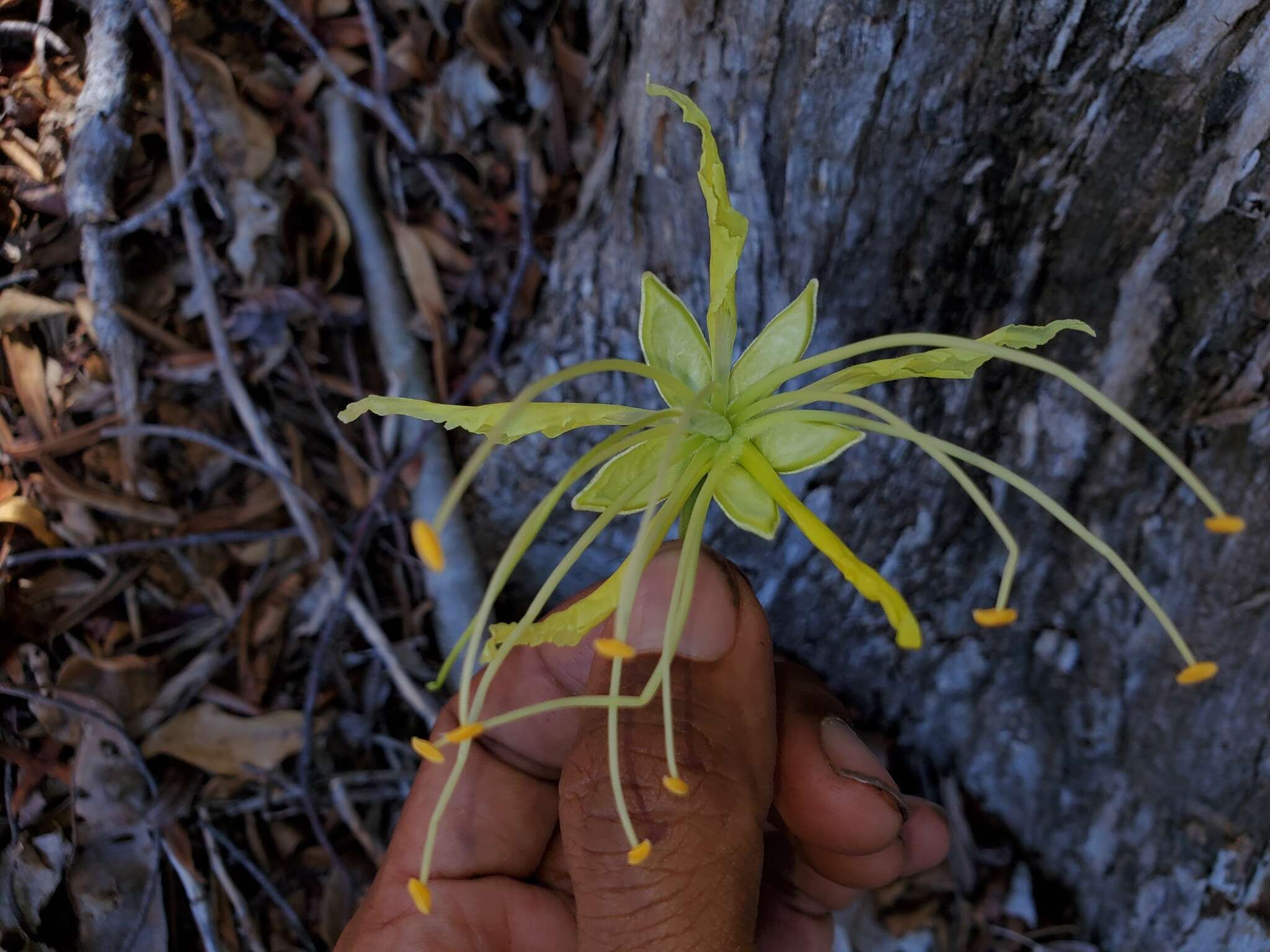 Plancia ëd Delonix velutina Capuron