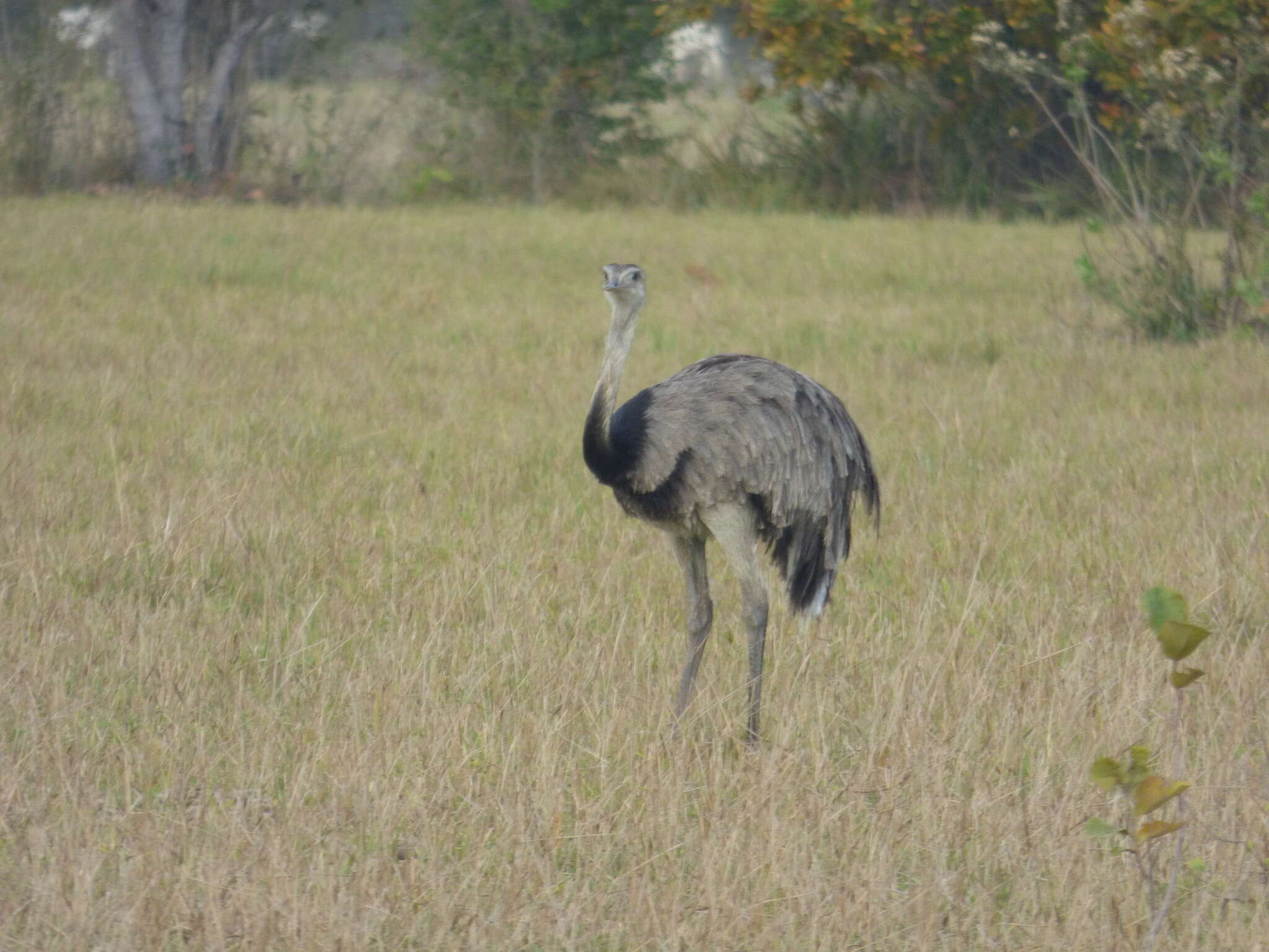 Image of Common Rhea