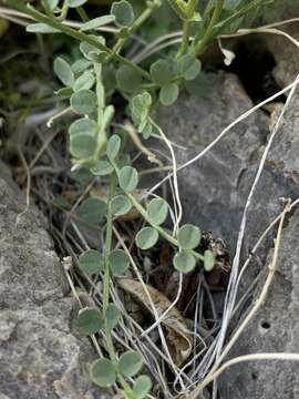 Image of Ackerman's milkvetch