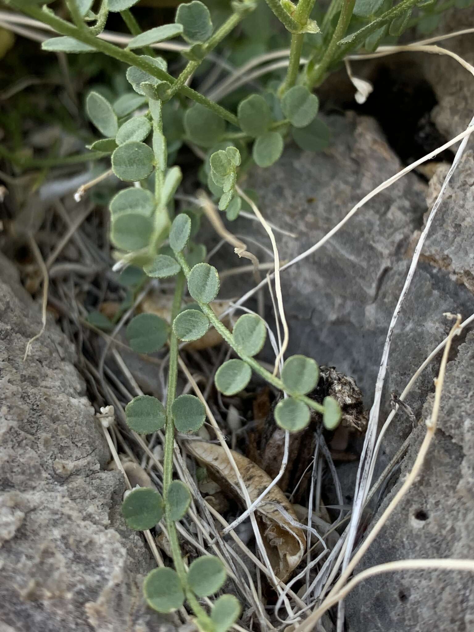 Image of Ackerman's milkvetch