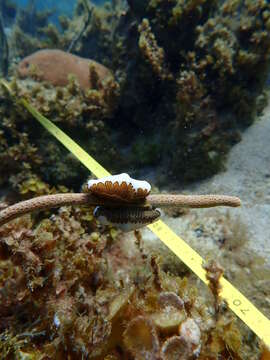 Image of Fingerprint cowry