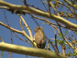 Image of Red-throated Wryneck