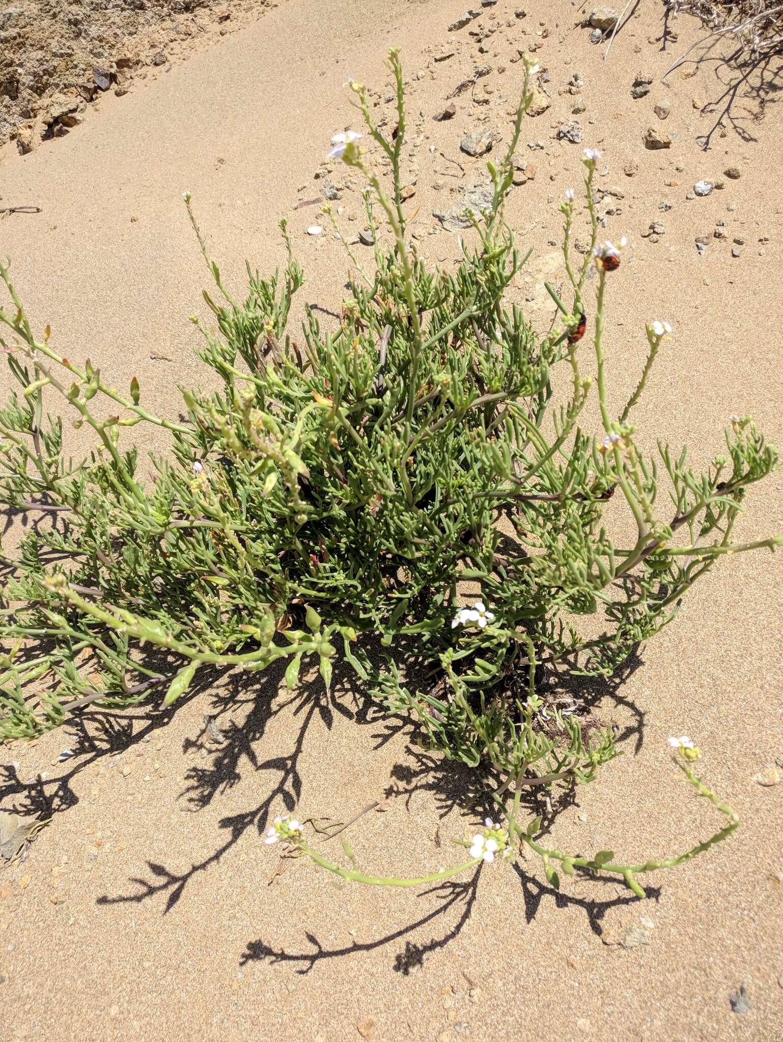 Image of Cakile maritima subsp. euxina (Pobed.) Nyár.