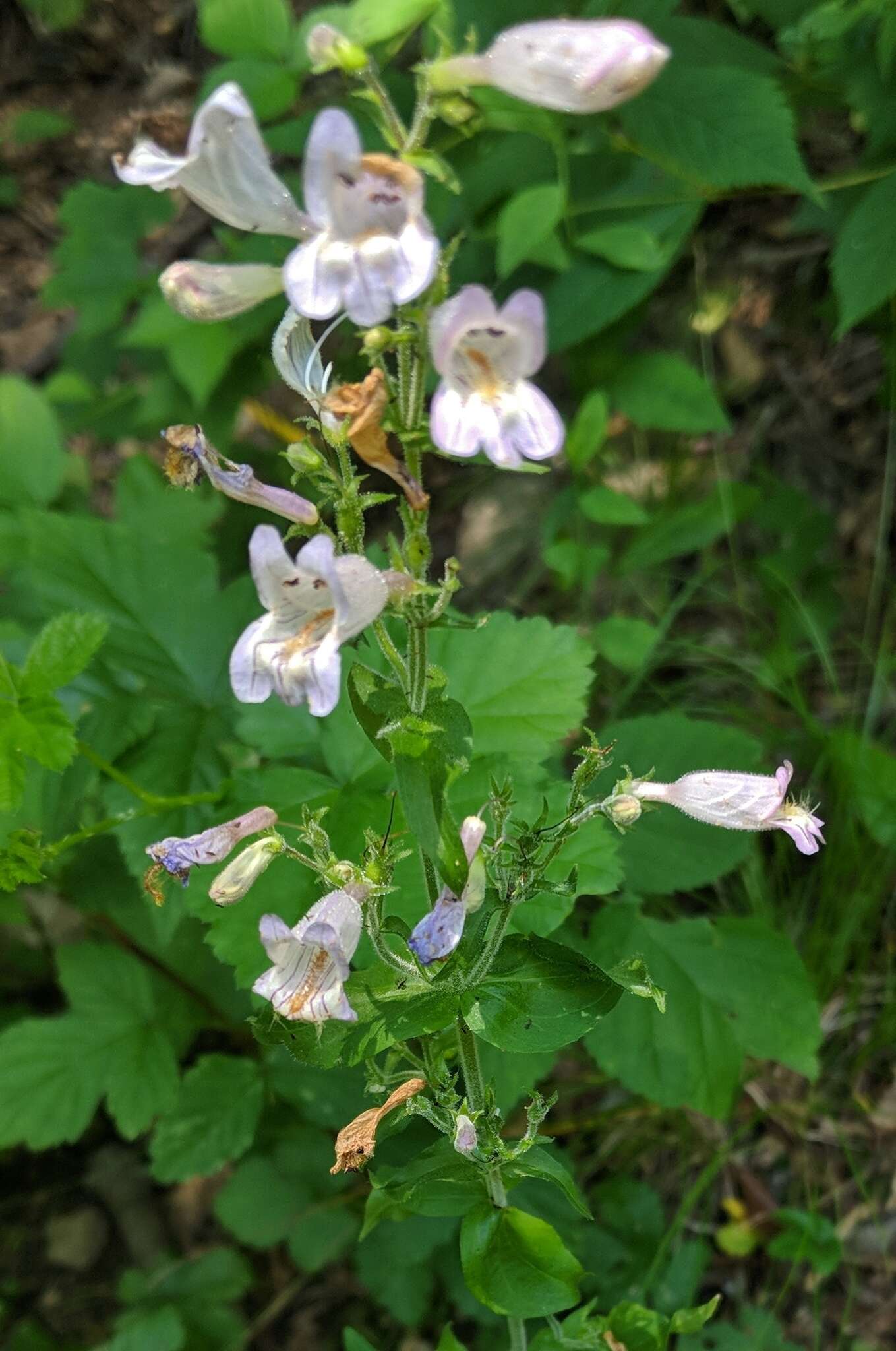 Penstemon canescens (Britt.) Britt. resmi