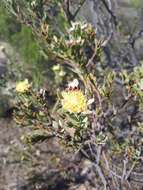 Image of Leucadendron remotum I. Williams