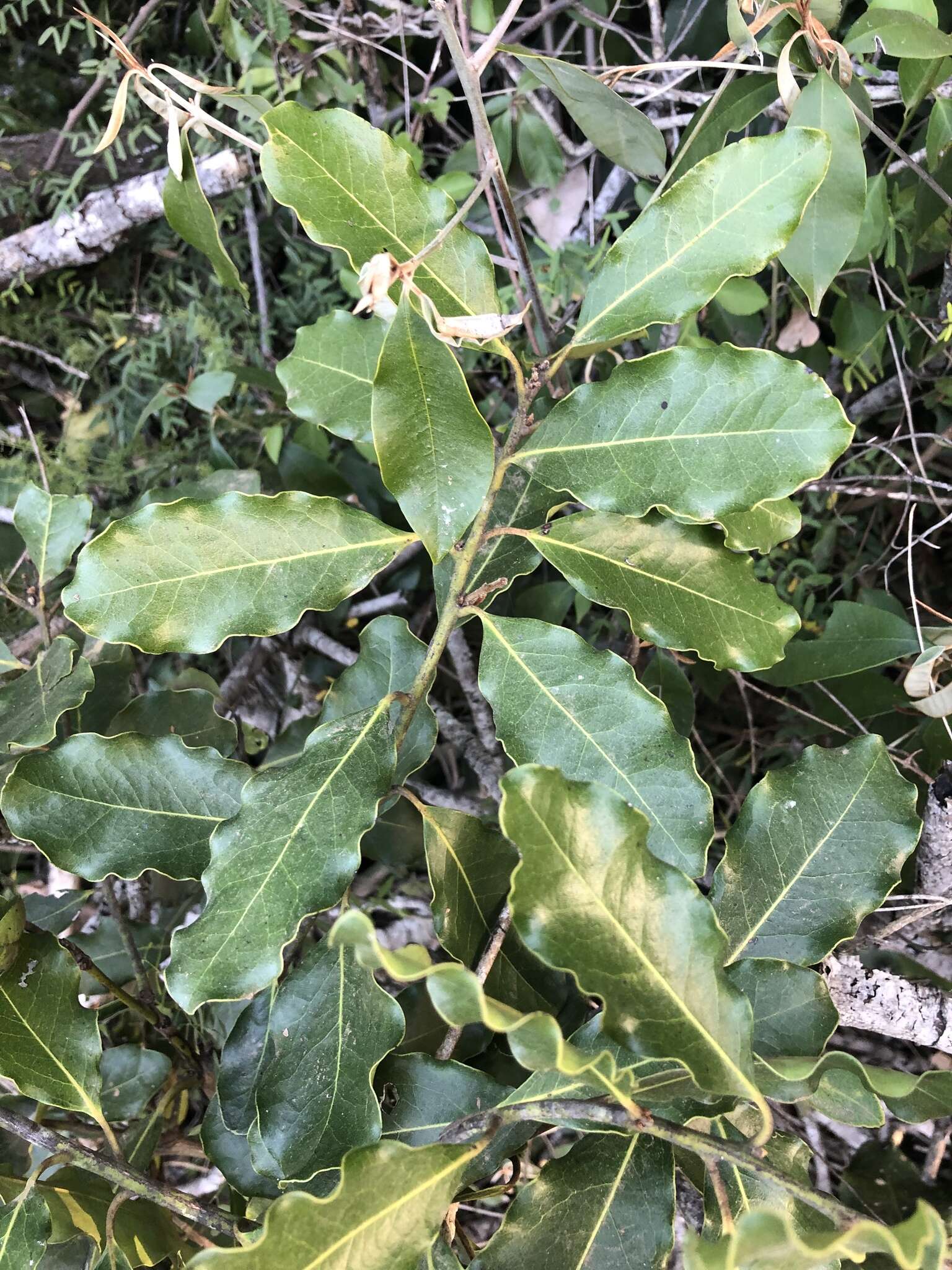 Sivun Euclea natalensis subsp. obovata F. White kuva