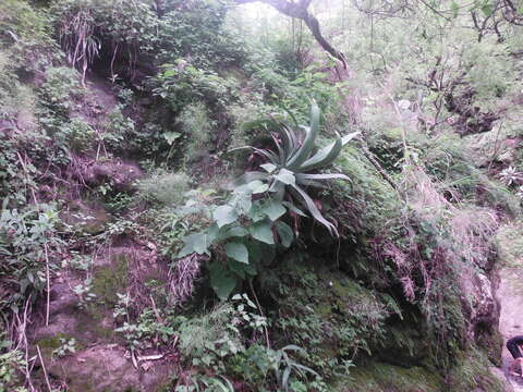 Слика од Agave inaequidens subsp. barrancensis Gentry